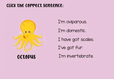 Characteristics of the animals