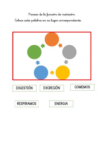 Proceso función de nutrición
