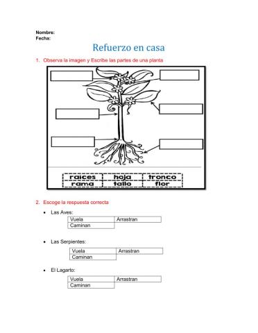 CIENCIAS NATURALES las plantas