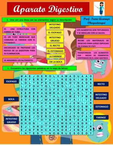El Aparato Digestivo