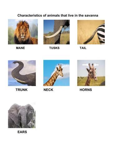 Characteristics of animals that live in the savanna