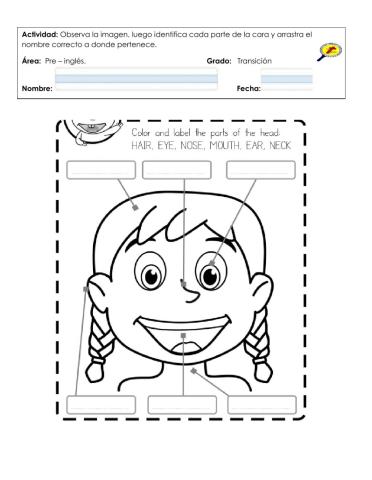 Partes de la cara en inglés