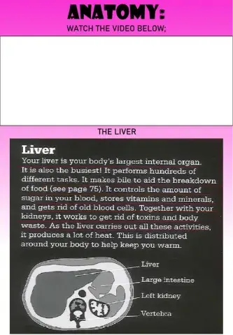 WEEK 21: WEDNESDAY: The Liver