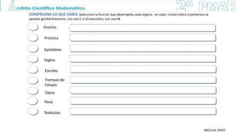 Función órganos aparato  reproductor