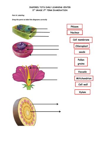 Fifth Grade Science Exams
