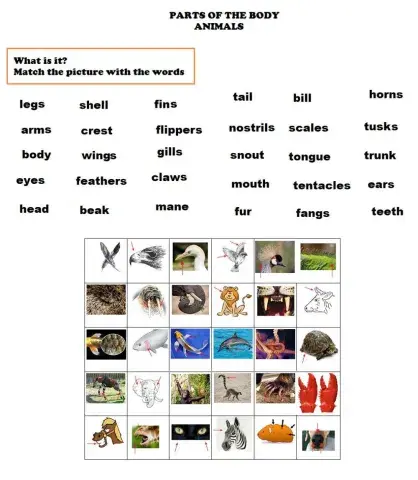 Parts of the body animals