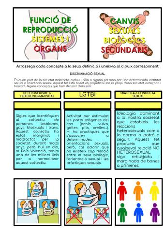 Canvis sexuals secundaris: discriminació