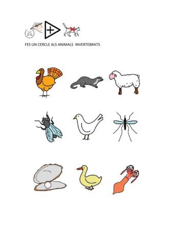 Animals invertebrats