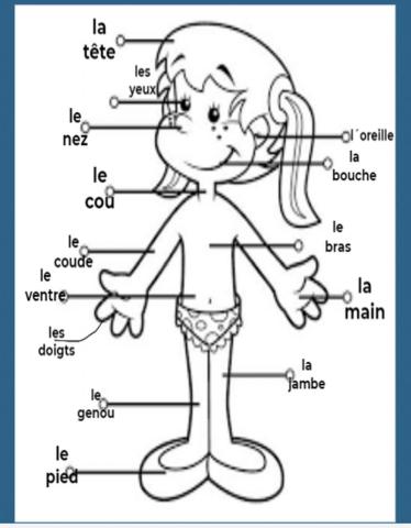 Les parts du corp