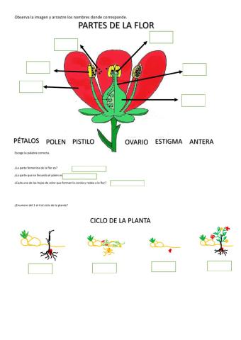 Partes de la flor y ciclo de las plantas