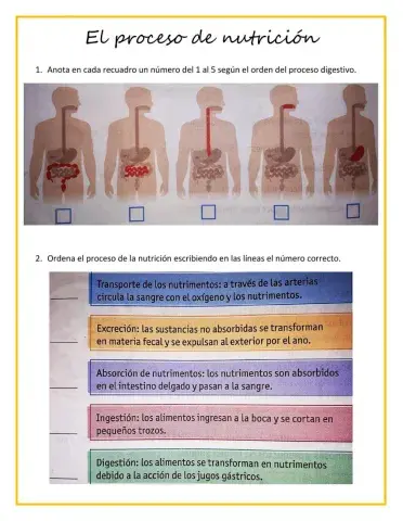 El proceso de nutrición