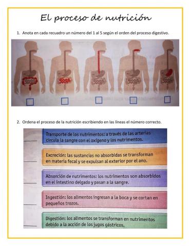 El proceso de nutrición