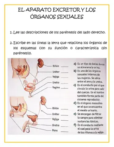 El aparato excretor y los órganos sexuales