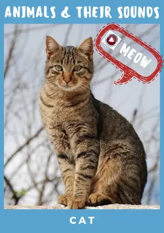 Animals and their sounds 3