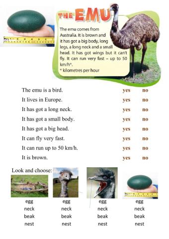 Reading - The emu