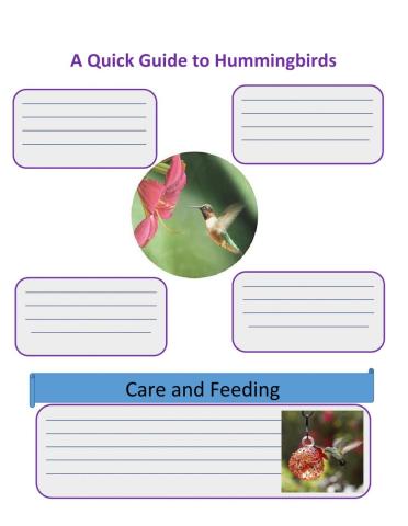 Hummingbirds infographic