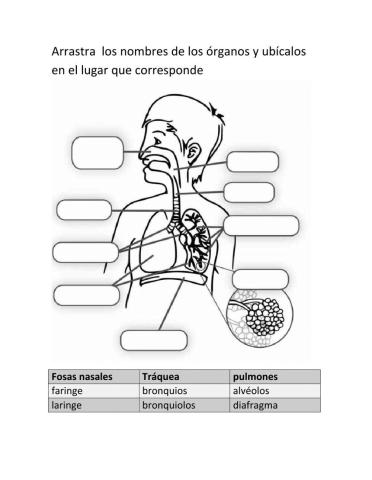 Sistema respiratorio