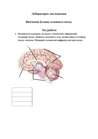 Лабораторне дослідження Будова головного мозку людини.