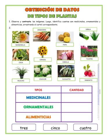 Tipos de Plantass