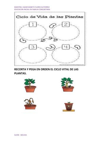 Ciclo vital de las plantas