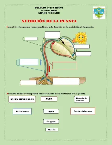 Función de nutrición de la planta.