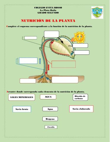 Función de nutrición de la planta.