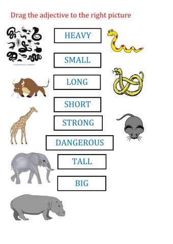 Awesome Animals Adjectives