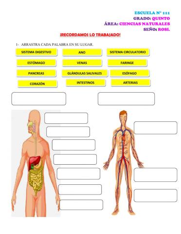 Sistema circulatorio