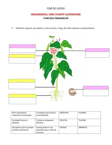 Organele unei plante cu flori