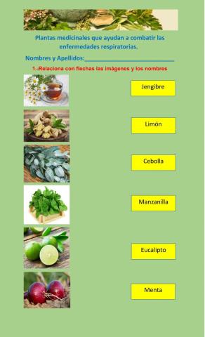 Plantas medicinales para combatir las enfermedades respiratorias
