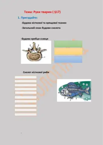 Рухи тварин