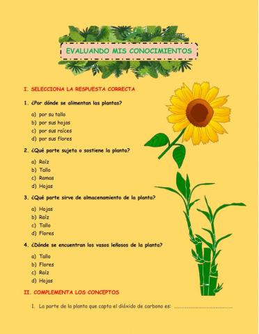 La Planta y sus partes