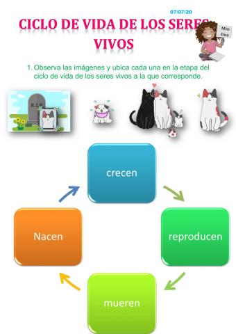 Ciclo de vida de los seres vivos