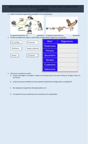 Redes y cadenas alimenticias