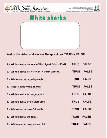 White sharks video