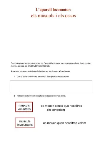 L’aparell locomotor: els músculs i els ossos