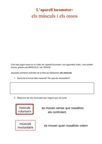 L’aparell locomotor: els músculs i els ossos