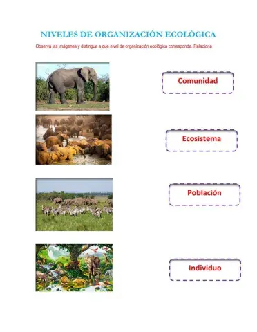 Niveles de organización ecológica
