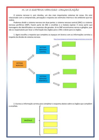 Sistema nervoso - organização
