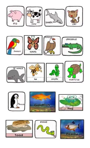 Animal classification