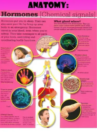 WEEK 24: WEDNESDAY: Hormones