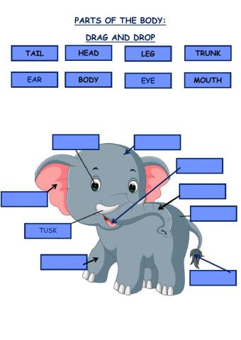 Parts of the body: elephant