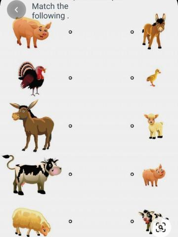 Names of animals and their babies