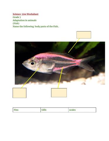 Adaptation in animals