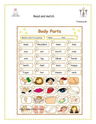 Body parts