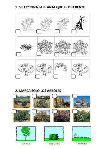Clasificación Plantas