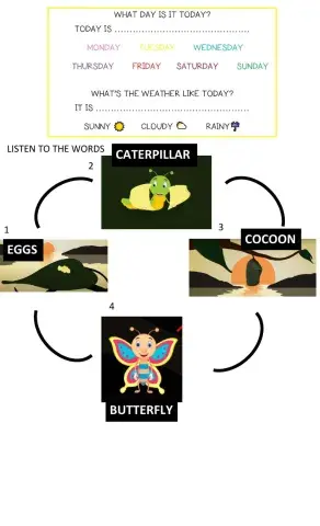 Butterfly life cycle