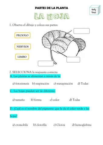 Partes de la planta : la hoja
