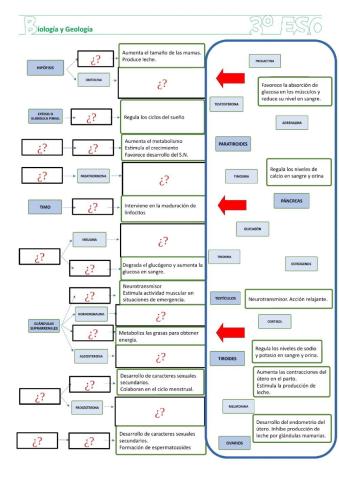 El endocrino: Glándula, hormona y función