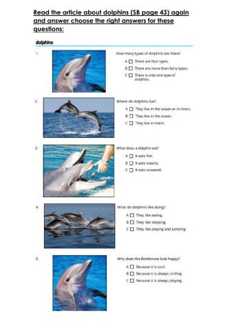 Dolphins